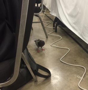 Episcopal General Convention pigeon under table GC79 on 9 July 2018