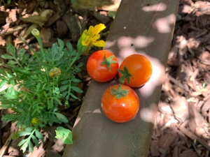 Katy Dickinson cherry tomatoes San Jose CA June 2020